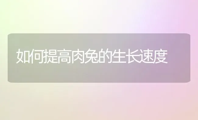 如何提高肉兔的生长速度 | 家畜养殖