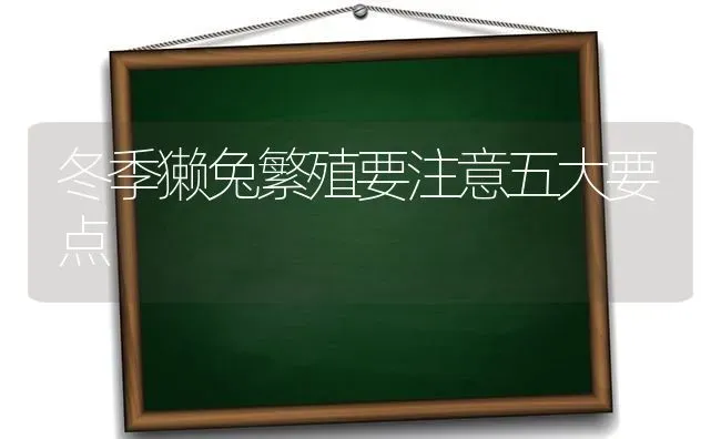 冬季獭兔繁殖要注意五大要点 | 家畜养殖