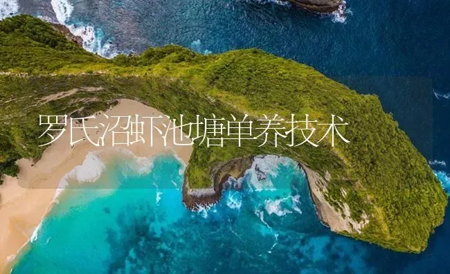 罗氏沼虾池塘单养技术 | 海水养殖