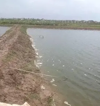 梅雨季节土塘养殖南美白对虾技术关键点