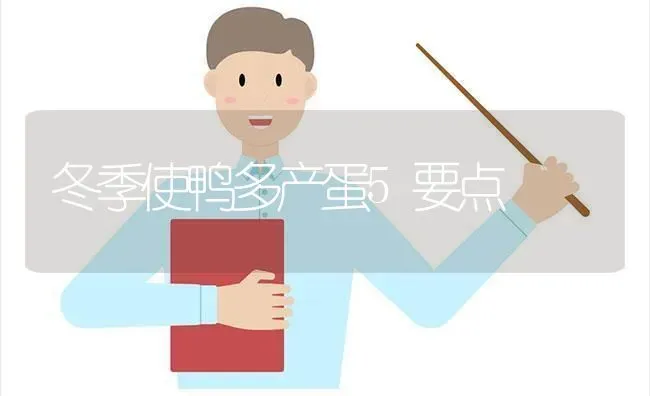 冬季使鸭多产蛋5要点 | 家禽养殖