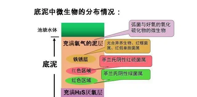 池塘底质如何物质循环，提倡科学改底？