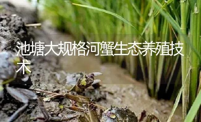 池塘大规格河蟹生态养殖技术 | 淡水养殖