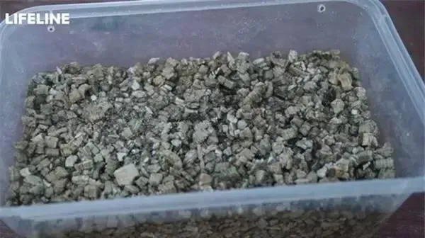 如何用LIFELINE孵化箱挑战高孵化要求的龟苗？
