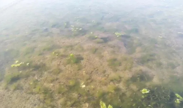 浅谈蟹塘青苔和泥皮问题