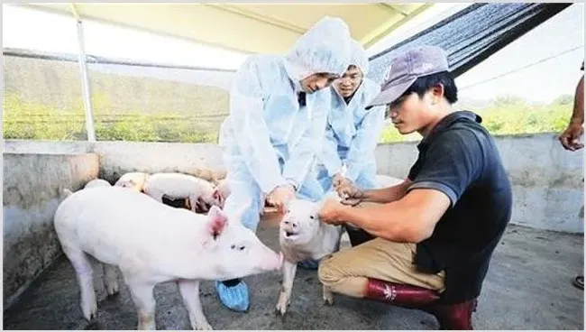 猪疫苗的接种方法及时间 | 养殖疾病大全
