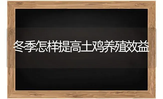 冬季怎样提高土鸡养殖效益 | 家禽养殖