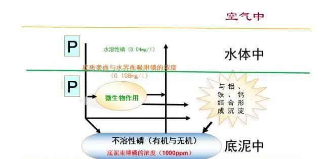 池塘底质如何物质循环，提倡科学改底？