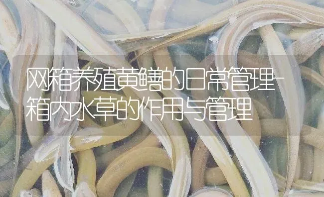 网箱养殖黄鳝的日常管理-箱内水草的作用与管理 | 淡水养殖