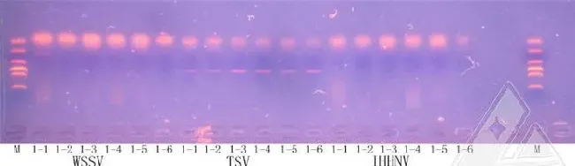 细菌和白斑病毒混合感染引起南美白对虾偷死一例