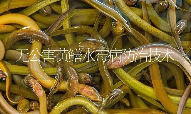 无公害黄鳝水霉病防治技术 | 淡水养殖