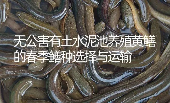 无公害有土水泥池养殖黄鳝的春季鳝种选择与运输 | 淡水养殖