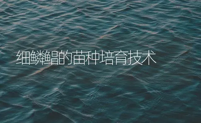 细鳞鲳的苗种培育技术 | 海水养殖