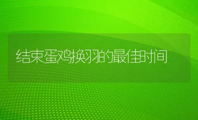 结束蛋鸡换羽的最佳时间 | 家禽养殖