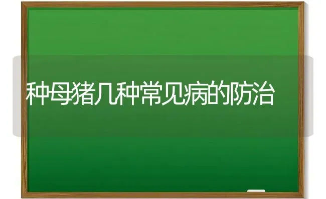 种母猪几种常见病的防治 | 家畜养殖