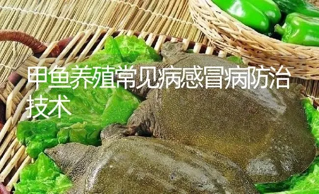 甲鱼养殖常见病感冒病防治技术 | 淡水养殖