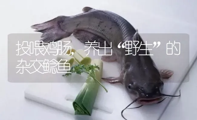 投喂鸡肠，养出“野生”的杂交鲶鱼 | 淡水养殖