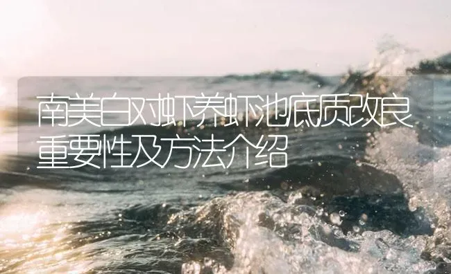 南美白对虾养虾池底质改良重要性及方法介绍 | 海水养殖