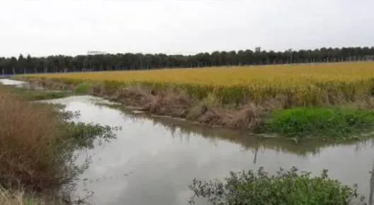 浙江嘉兴地区小龙虾菱角水稻生态种养模式介绍