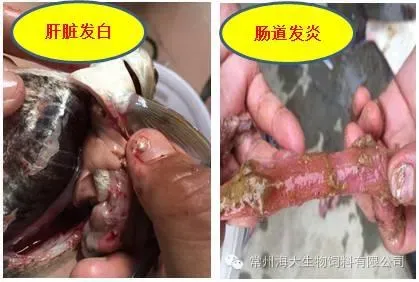 9月份是鱼儿的生长黄金季，你准备好了吗？