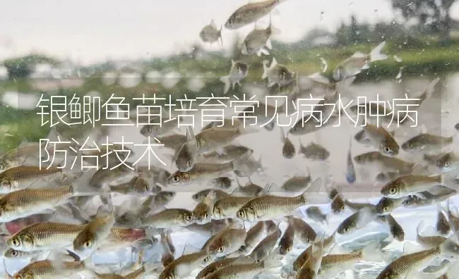 银鲫鱼苗培育常见病水肿病防治技术 | 淡水养殖