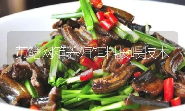 黄鳝网箱养殖饵料投喂技术 | 淡水养殖