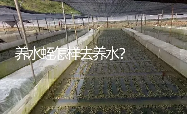 养水蛭怎样去养水？ | 特种养殖