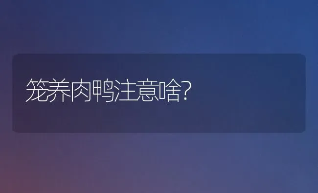 笼养肉鸭注意啥？ | 家禽养殖