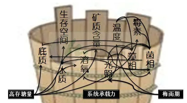 这种模式将白对虾养殖成功率提高40%，改进后还有提高空间！