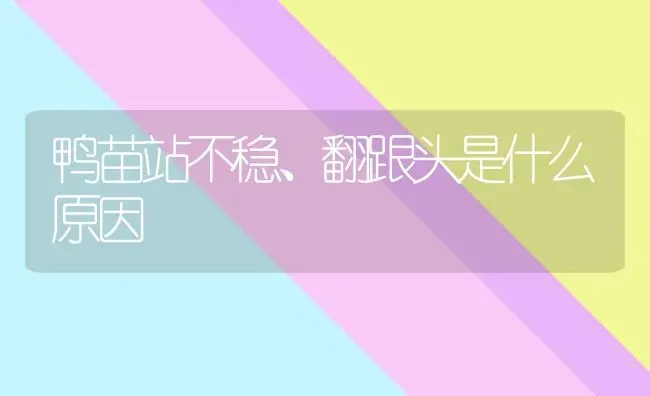 鸭苗站不稳、翻跟头是什么原因 | 家禽养殖