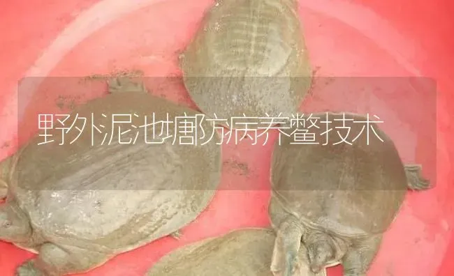 野外泥池塘防病养鳖技术 | 淡水养殖