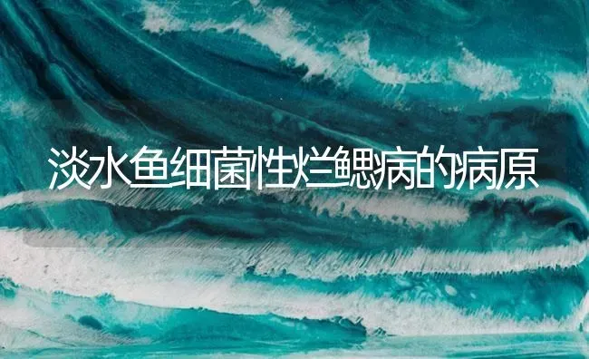 淡水鱼细菌性烂鳃病的病原 | 养殖病虫害防治