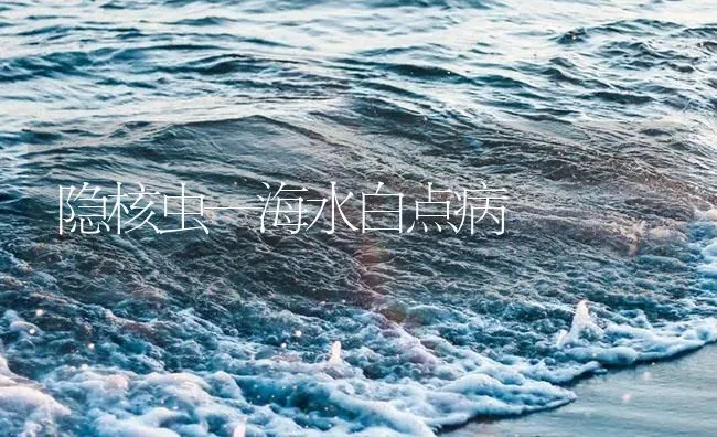 隐核虫—海水白点病 | 养殖病虫害防治