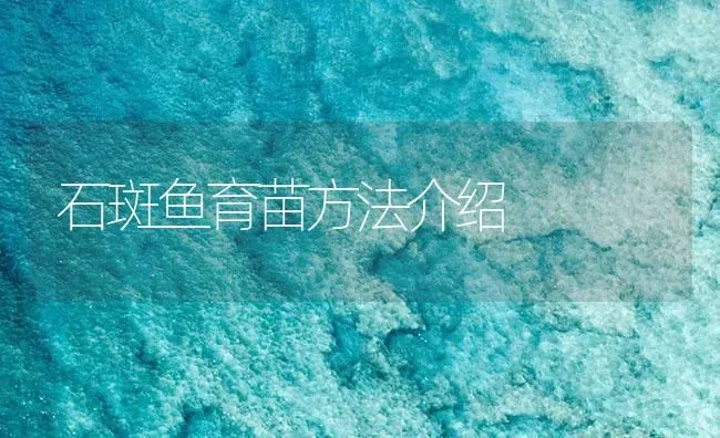 石斑鱼育苗方法介绍 | 海水养殖