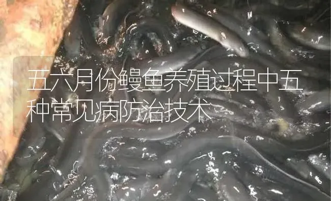 五六月份鳗鱼养殖过程中五种常见病防治技术 | 淡水养殖