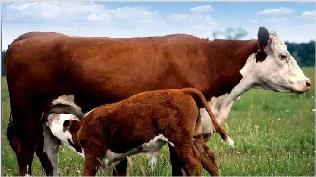 新生牛犊饲养管理技术讲解 | 动物养殖资料