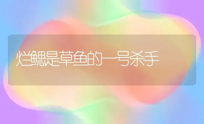 烂鳃是草鱼的一号杀手 | 淡水养殖