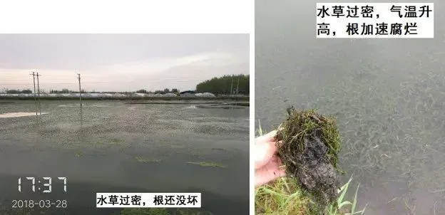 近期龙虾河蟹大量爬坡上草的原因分析及解决方案