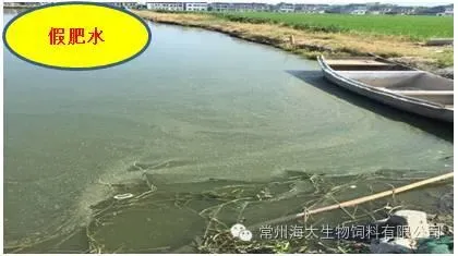 9月份是鱼儿的生长黄金季，你准备好了吗？