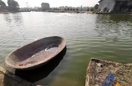 [每周一例]黄颡鱼越冬后感染“鳃霉”