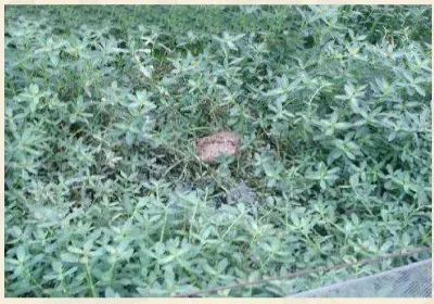 黄鳝网箱养殖技术要点之驯食