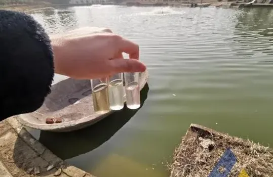 [每周一例]黄颡鱼越冬后感染“鳃霉”