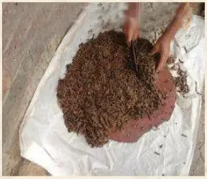 黄鳝网箱养殖技术要点之驯食