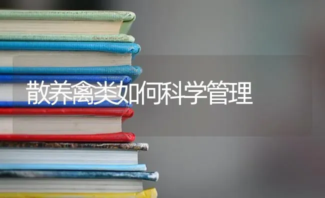 散养禽类如何科学管理 | 家禽养殖