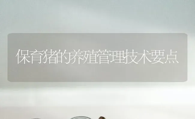 保育猪的养殖管理技术要点 | 家畜养殖