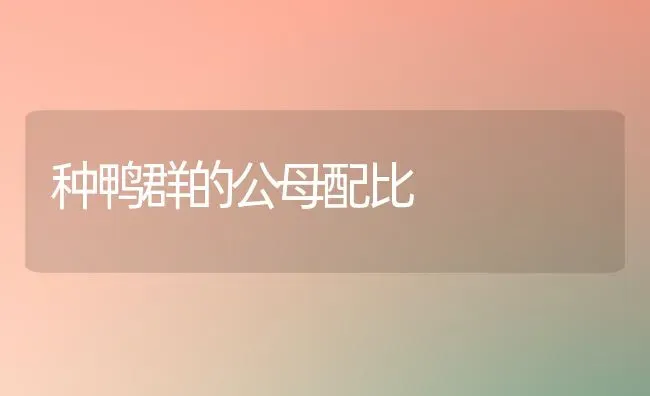种鸭群的公母配比 | 家禽养殖