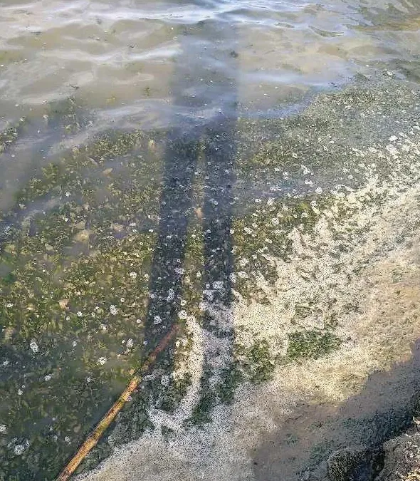 雨后河蟹池塘的管理