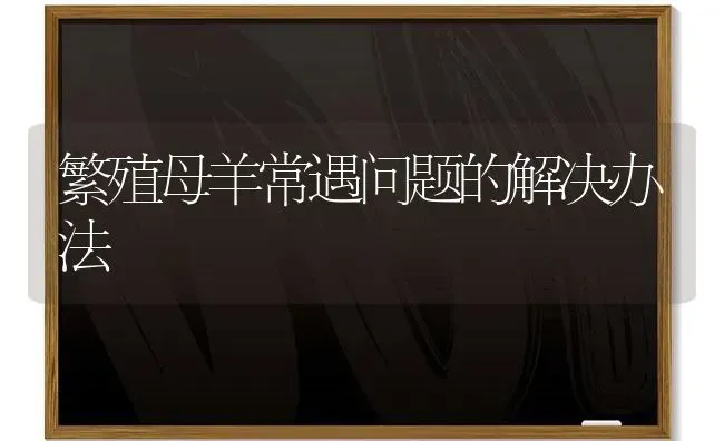 繁殖母羊常遇问题的解决办法 | 家畜养殖
