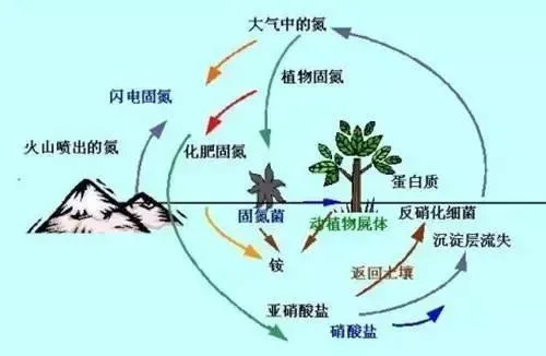 微生物在自然界物质循环中的作用