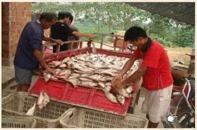 黄鳝网箱养殖技术要点之驯食
